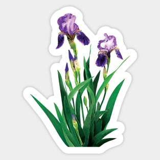 Two Purple Irises Sticker